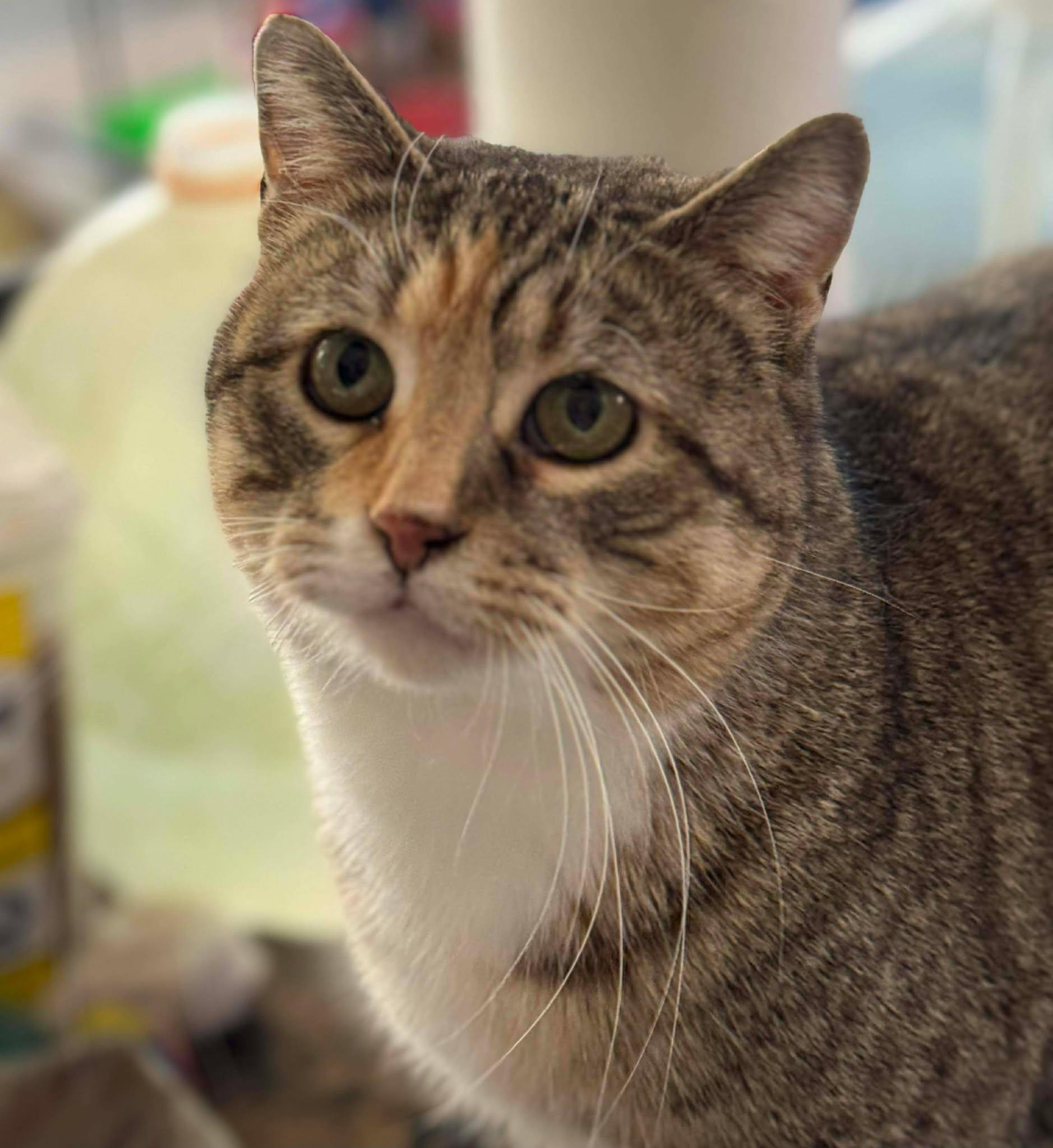 Enlarge May, a Adoptable Domestic Short Hair in Heuvelton, NY image 2/5