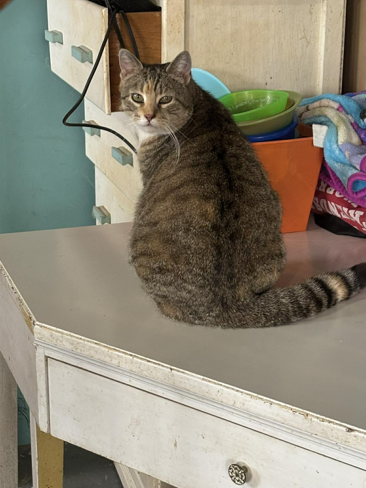 Enlarge May, a Adoptable Domestic Short Hair in Heuvelton, NY image 4/5