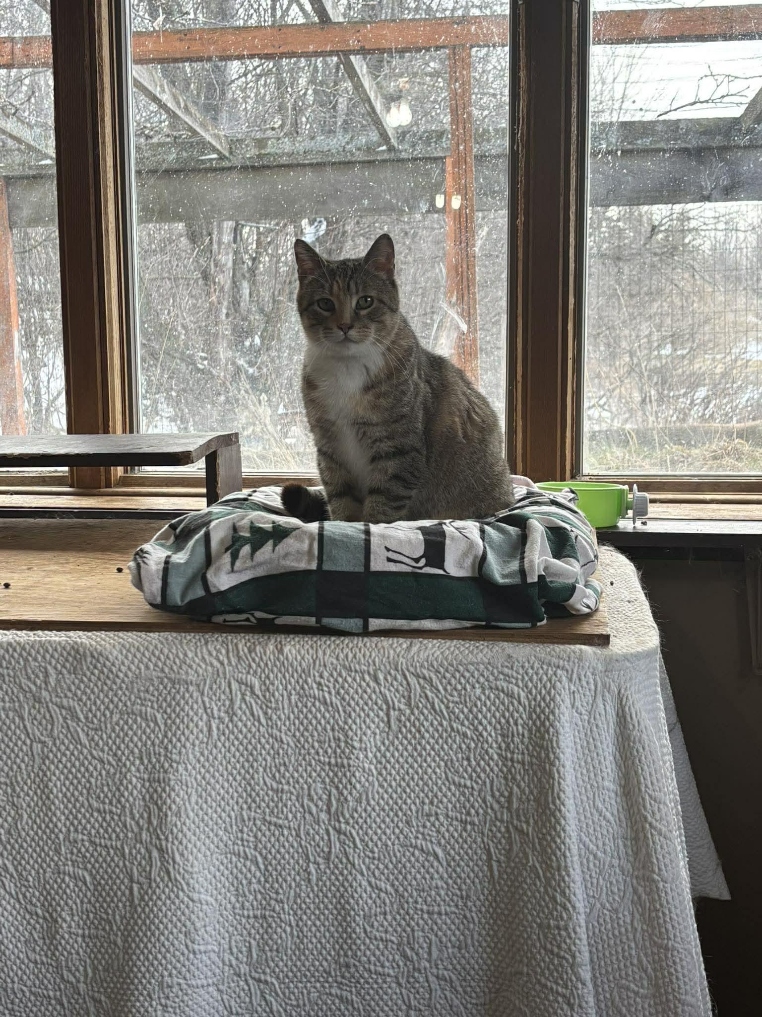 Enlarge May, a Adoptable Domestic Short Hair in Heuvelton, NY image 5/5