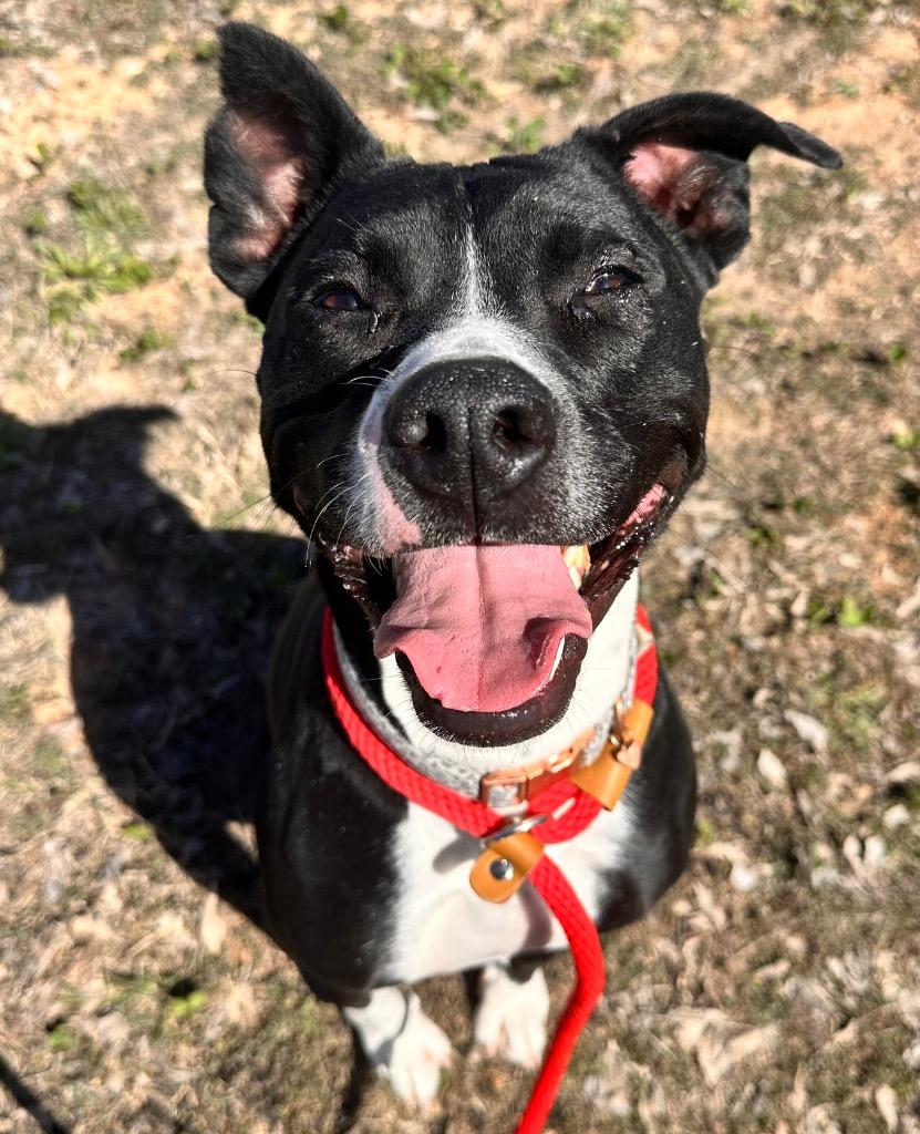 Molly, Adoptable, Young Female American Staffordshire Terrier.