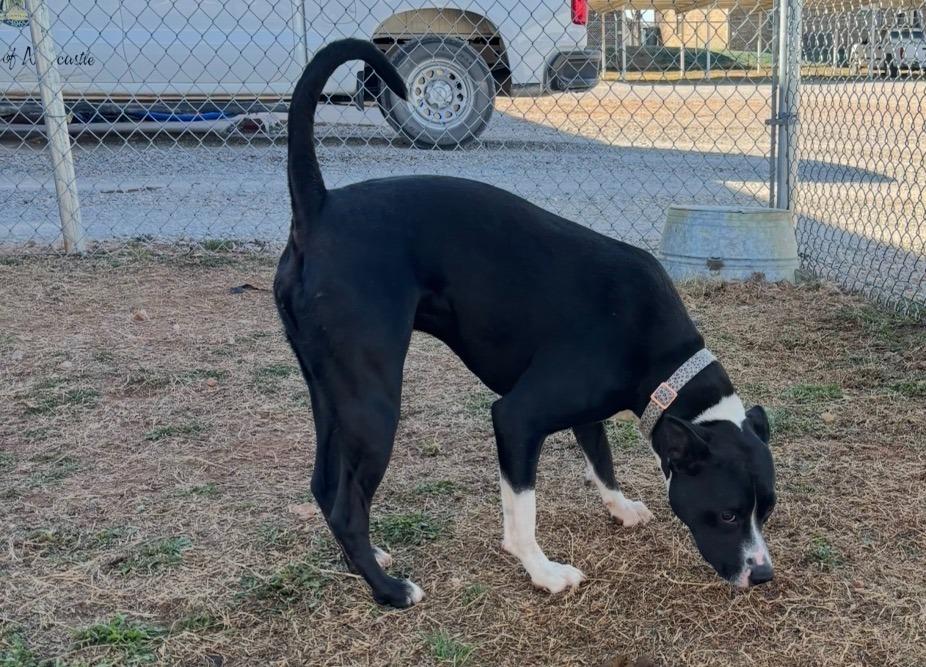 Enlarge Molly, a Adoptable American Staffordshire Terrier in Newcastle, OK image 2/2