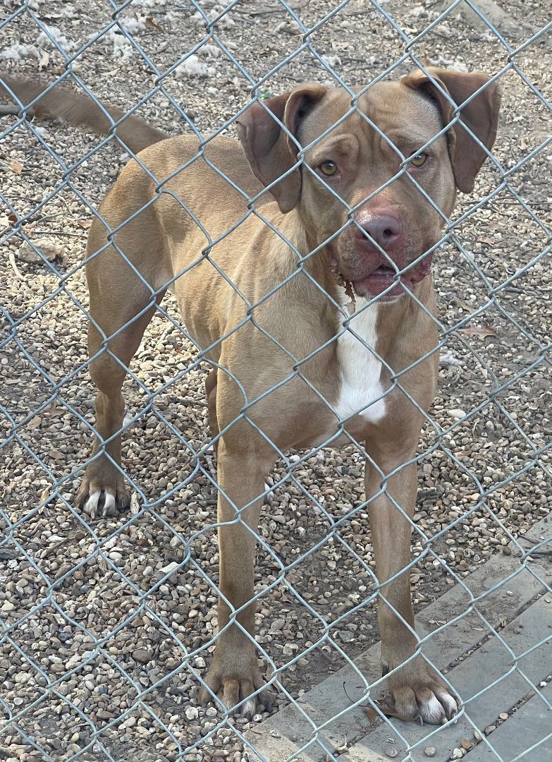 Rose, Adopted, Adult Female Pit Bull Terrier.