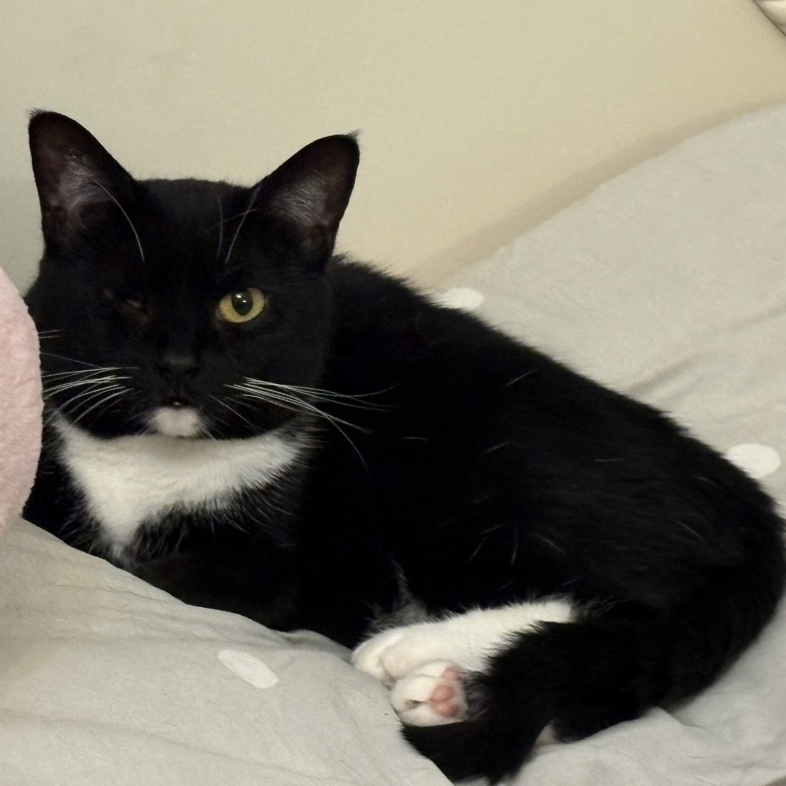 Killian, Adoptable, Adult Female Domestic Short Hair.