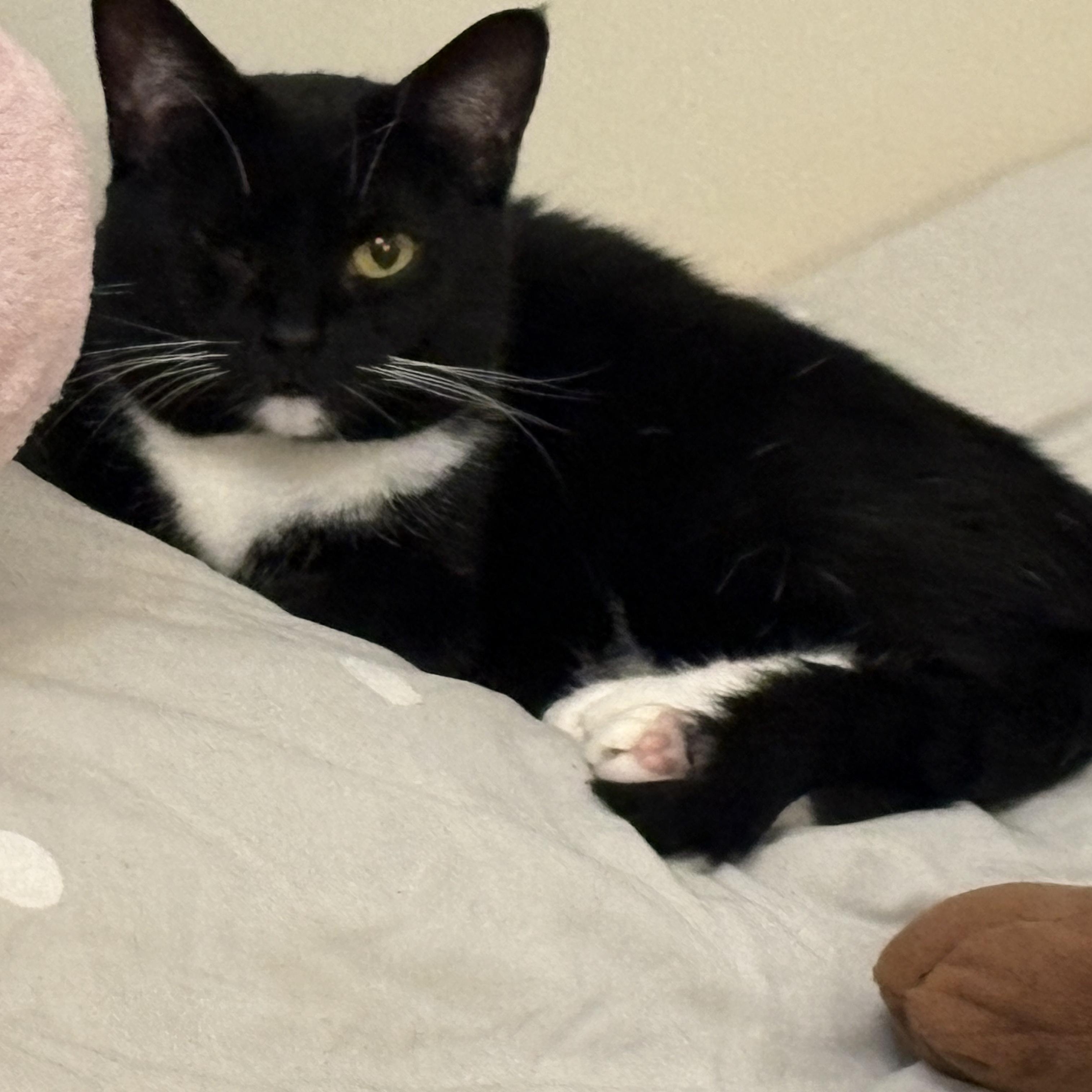 Killian, a Adoptable Domestic Short Hair in Columbus, OH image 2/3