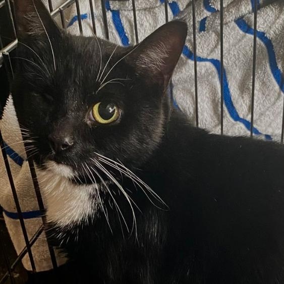 Killian, a Adoptable Domestic Short Hair in Columbus, OH image 3/3