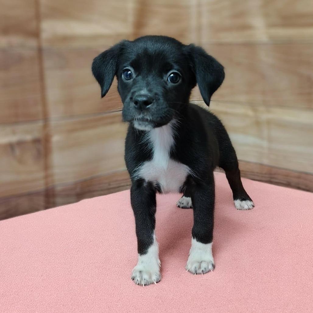 Jules, Adoptable, Puppy Male Labrador Retriever & Mixed Breed.