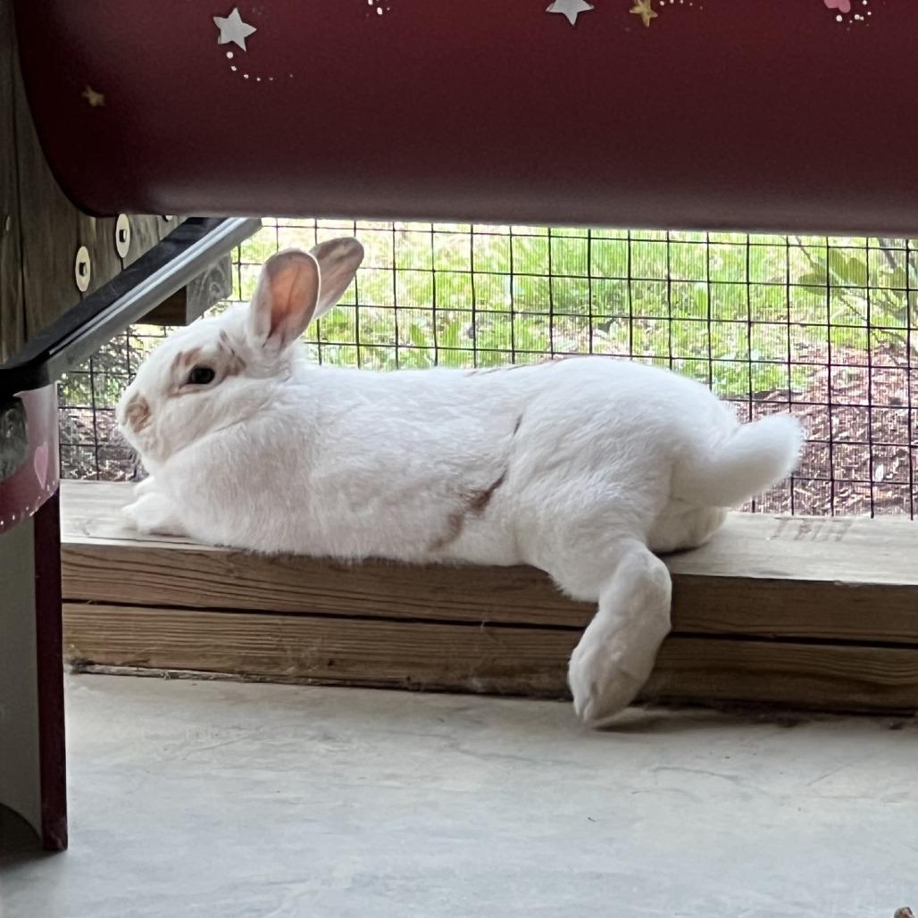 Peanut, Adoptable, Adult Male American.