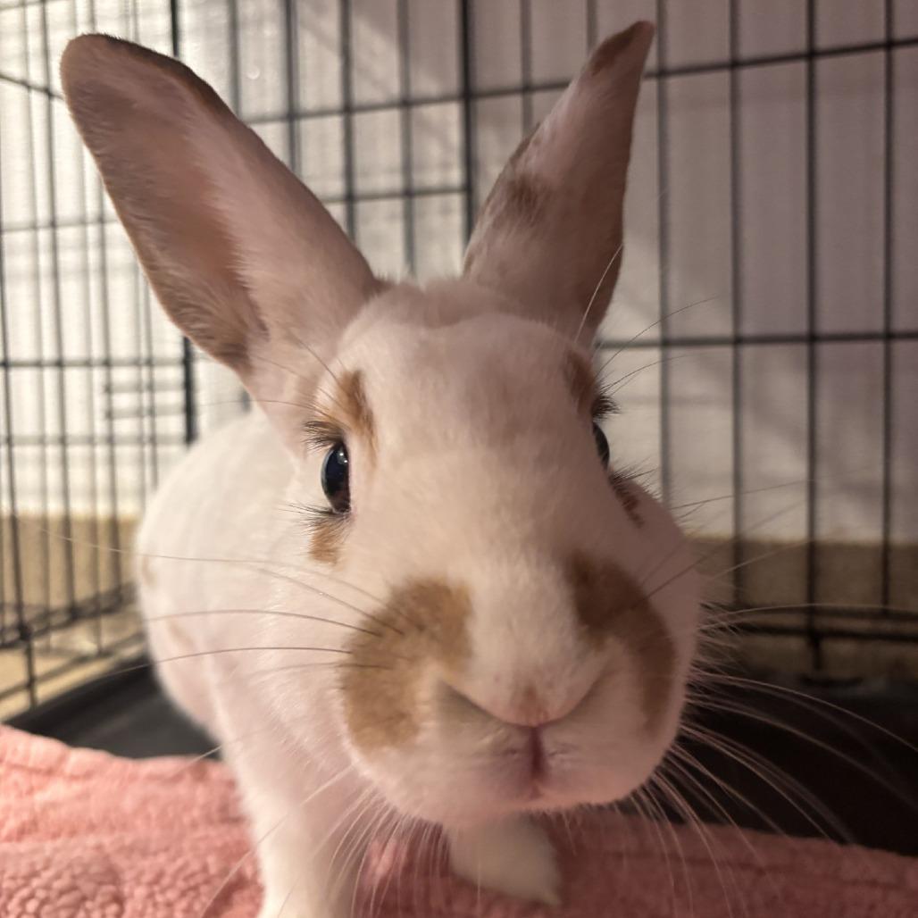 Enlarge Peanut, a Adoptable American in Manchester, CT image 2/6