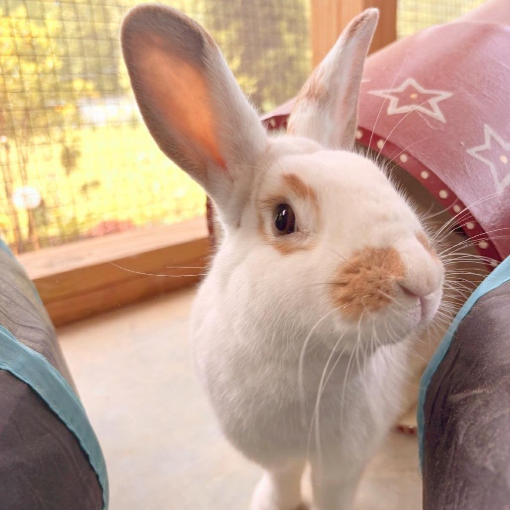 Enlarge Peanut, a Adoptable American in Manchester, CT image 3/6