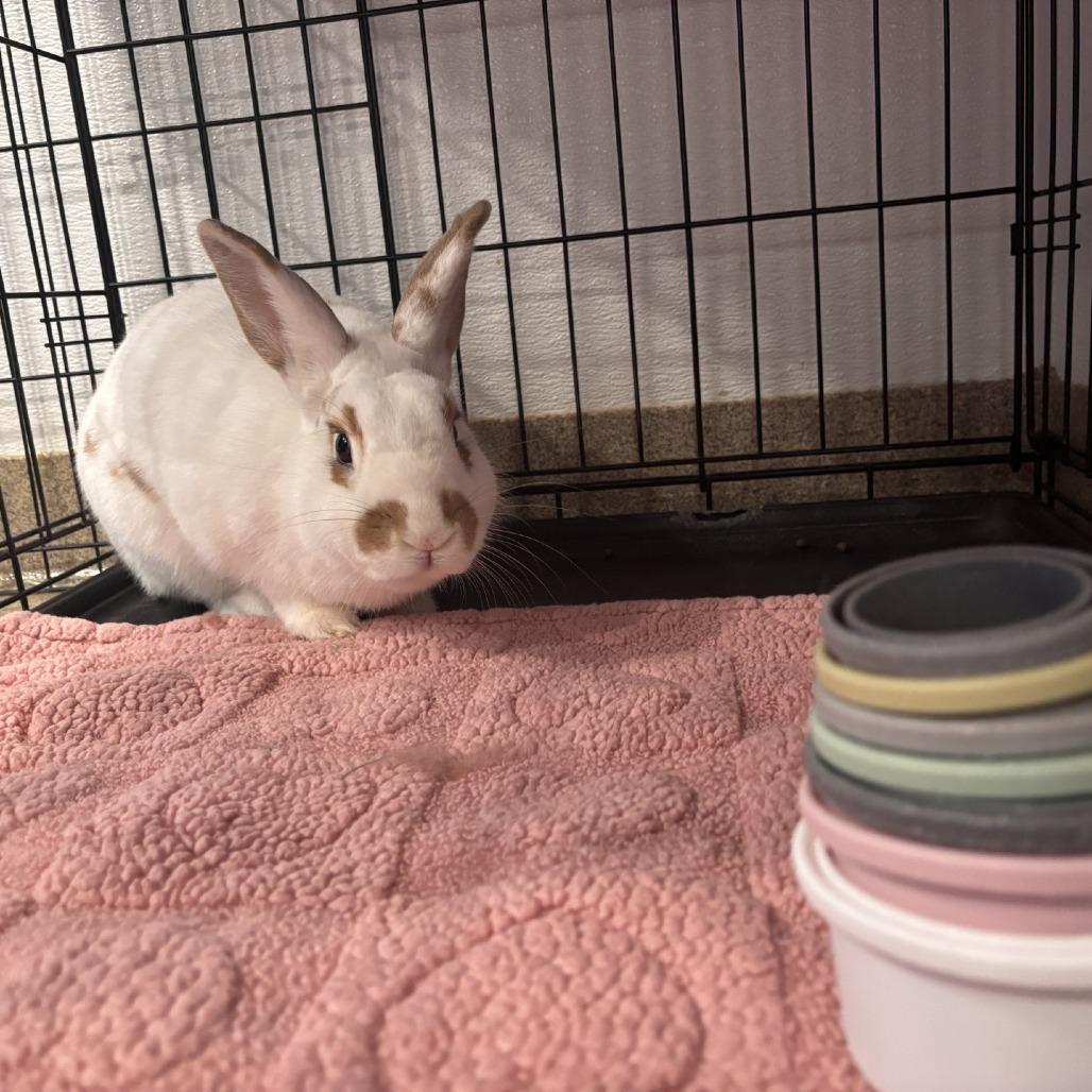 Enlarge Peanut, a Adoptable American in Manchester, CT image 4/6