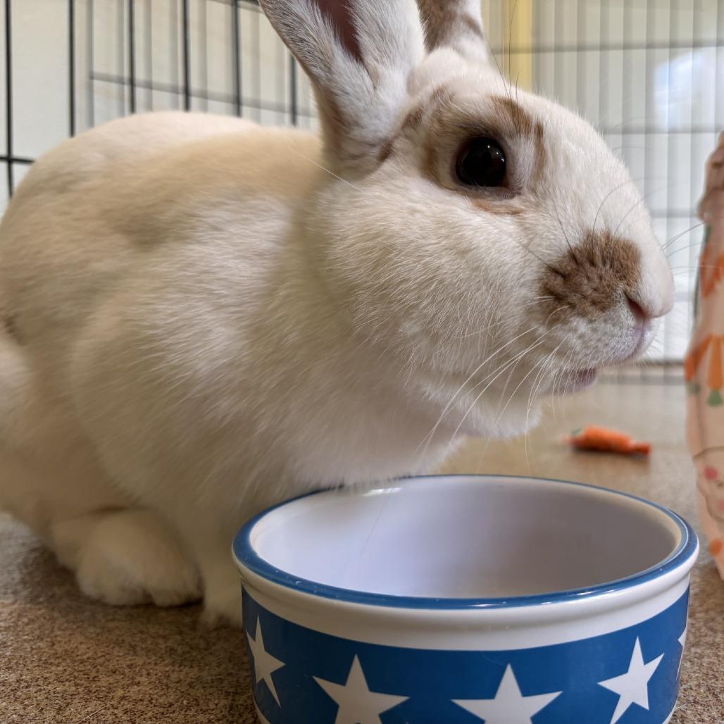 Enlarge Peanut, a Adoptable American in Manchester, CT image 5/6