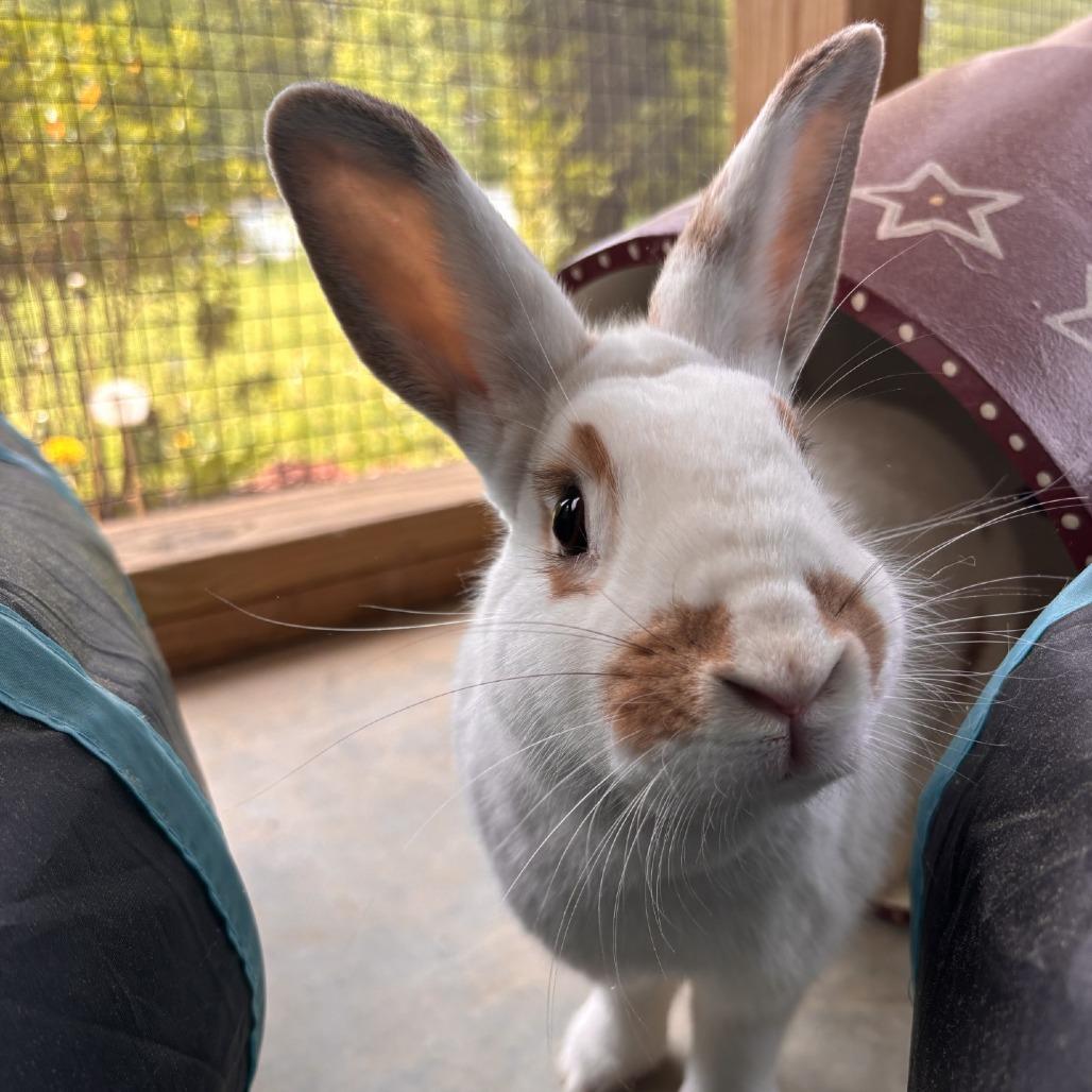 Enlarge Peanut, a Adoptable American in Manchester, CT image 6/6