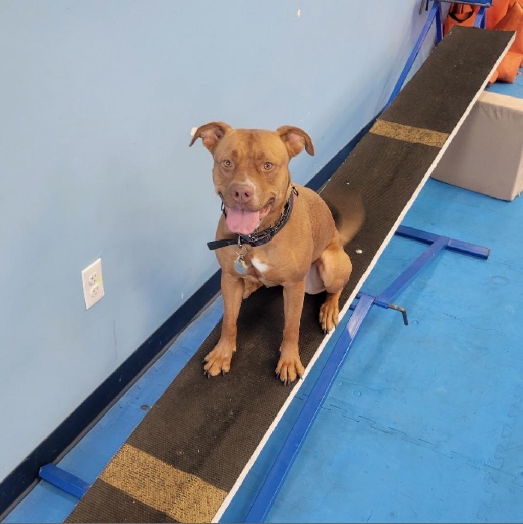 Enlarge De'Layney, a Adoptable Pit Bull Terrier in Phoenix, AZ image 1/3