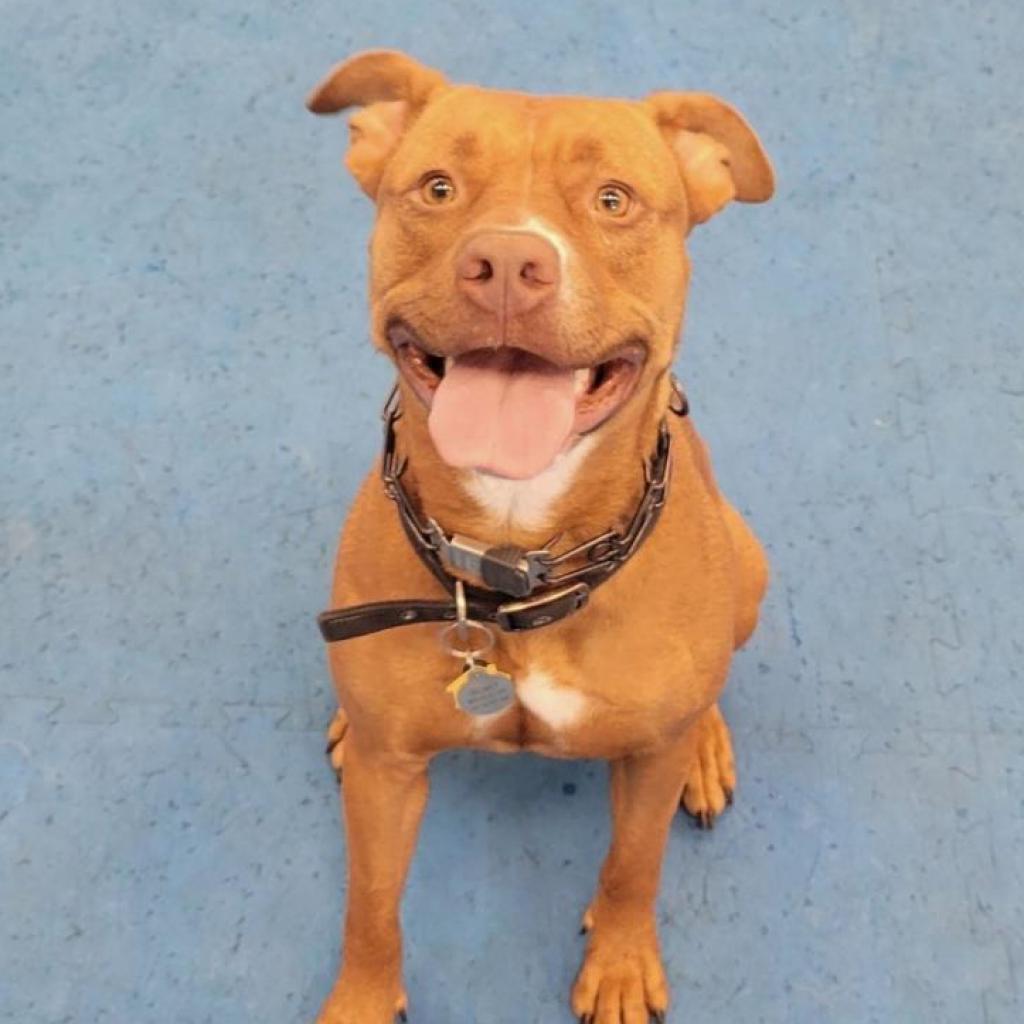 Enlarge De'Layney, a Adoptable Pit Bull Terrier in Phoenix, AZ image 2/3