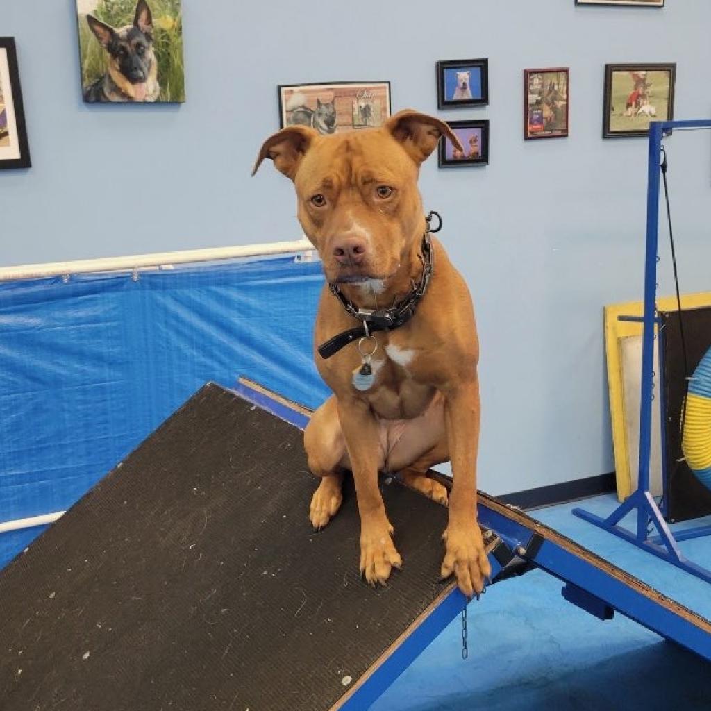 Enlarge De'Layney, a Adoptable Pit Bull Terrier in Phoenix, AZ image 3/3