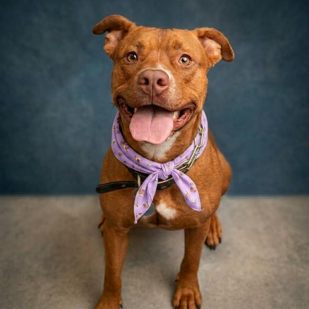 Enlarge De'Layney, a Adoptable Pit Bull Terrier in Phoenix, AZ image 2/4