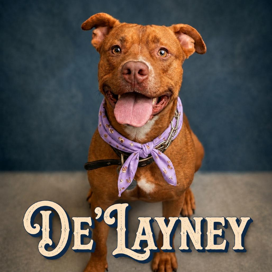 Enlarge De'Layney, a Adoptable Pit Bull Terrier in Phoenix, AZ image 3/4
