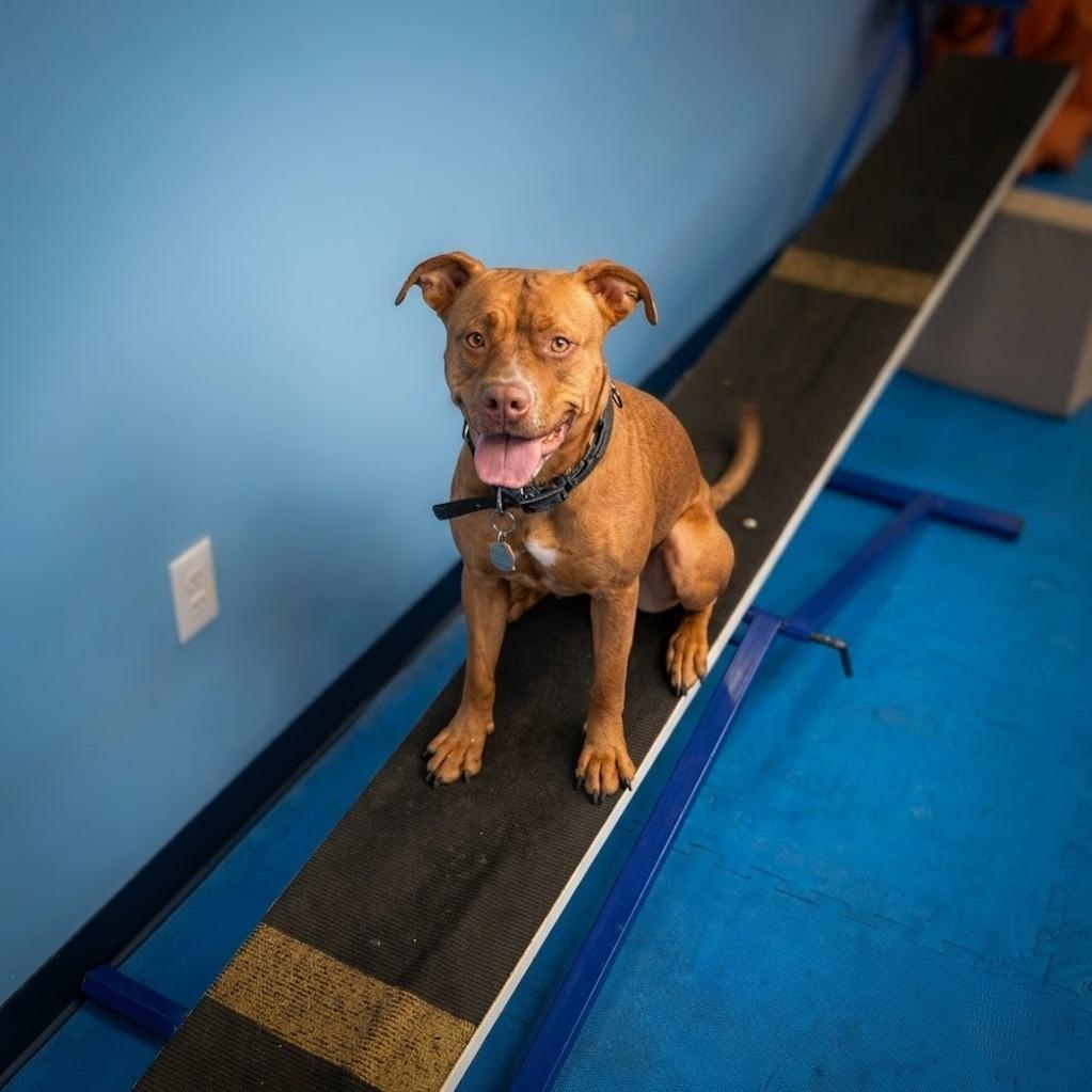 Enlarge De'Layney, a Adoptable Pit Bull Terrier in Phoenix, AZ image 4/4