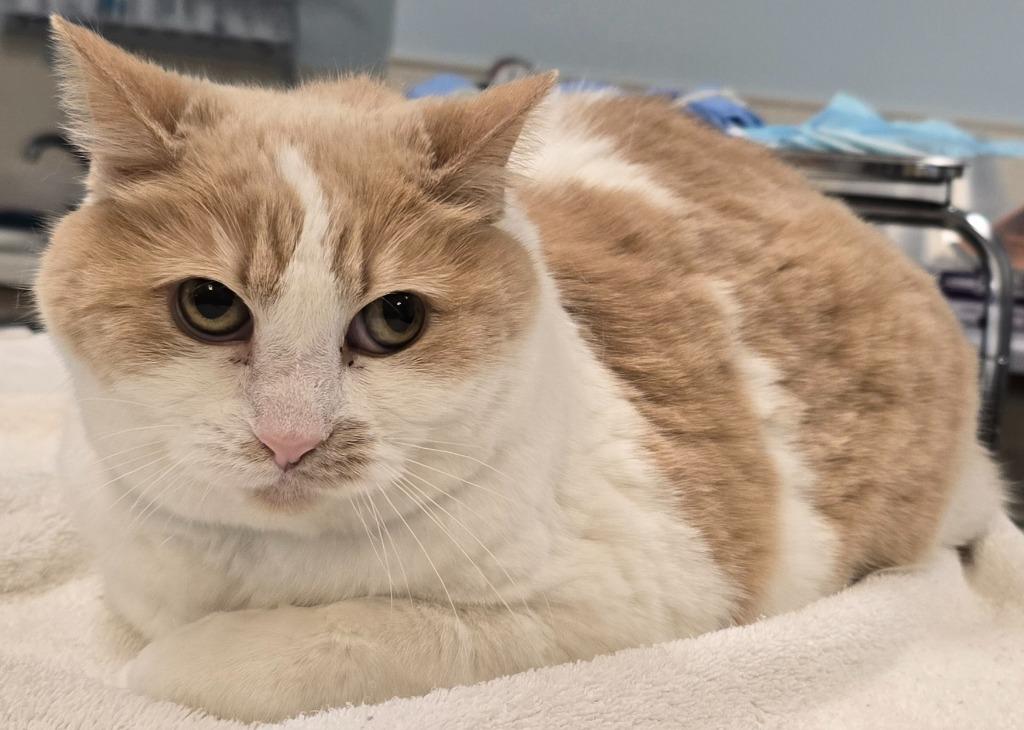 Stella, Adoptable, Adult Female Domestic Medium Hair.