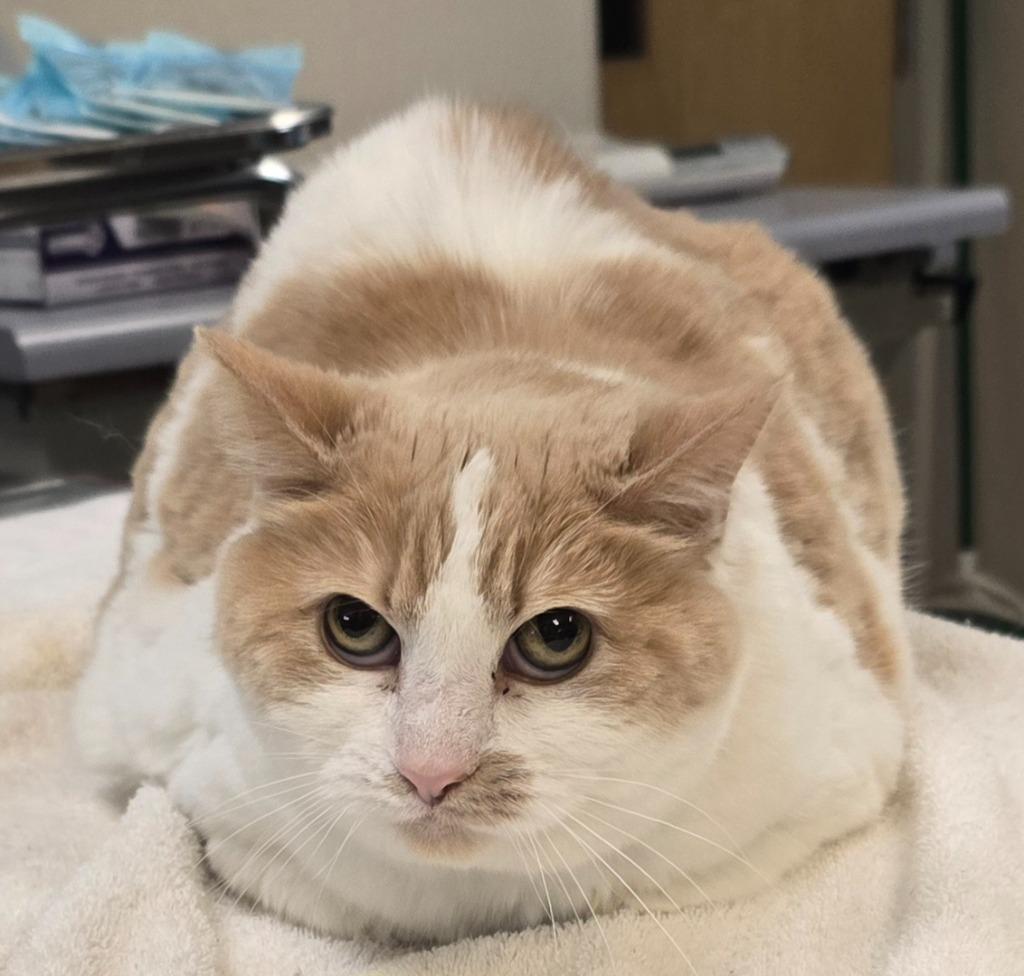 Enlarge Stella, a Adoptable mixed breed in Murphysboro, IL image 2/2