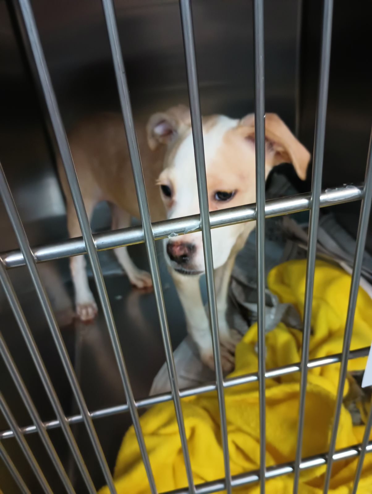 Dog for adoption Brittany, a Boxer Mix in Parma, OH Petfinder