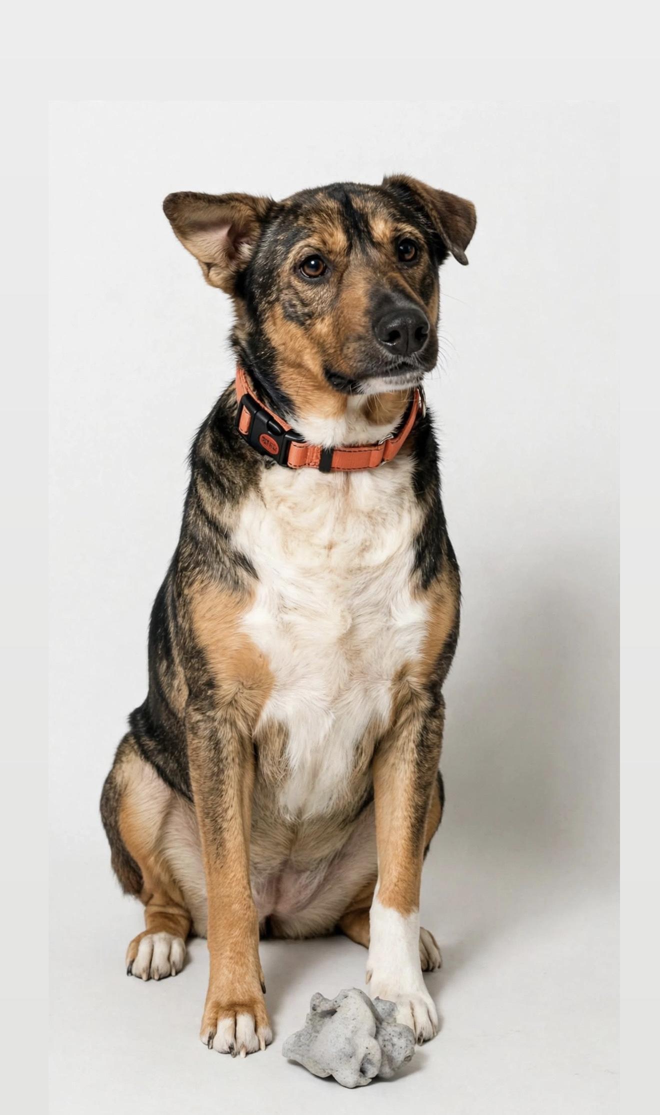TANNER, Adoptable, Adult Male German Shepherd Dog.