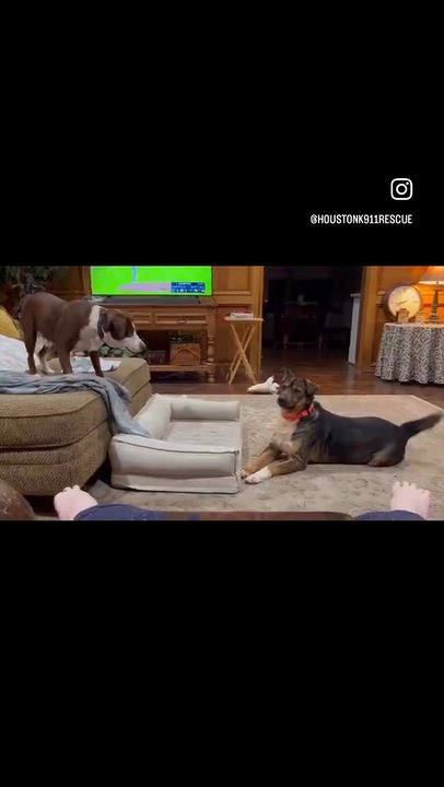 Enlarge TANNER, a Adoptable mixed breed in Ann Arbor, MI video 5/6