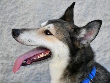 Styles, Adoptable, Adult Male Siberian Husky & Greyhound.