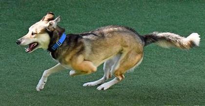 Styles, a Adoptable mixed breed in Cleveland, OH image 2/3