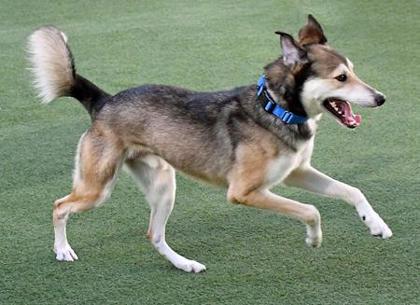 Styles, a Adoptable mixed breed in Cleveland, OH image 3/3