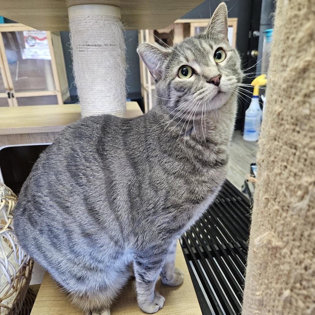 Amelia, Adoptable, Adult Female Domestic Short Hair.