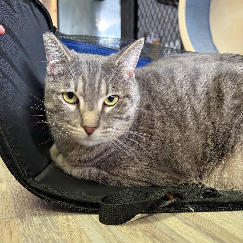 Enlarge Amelia, a Adoptable Domestic Short Hair in Las Vegas, NV image 2/6