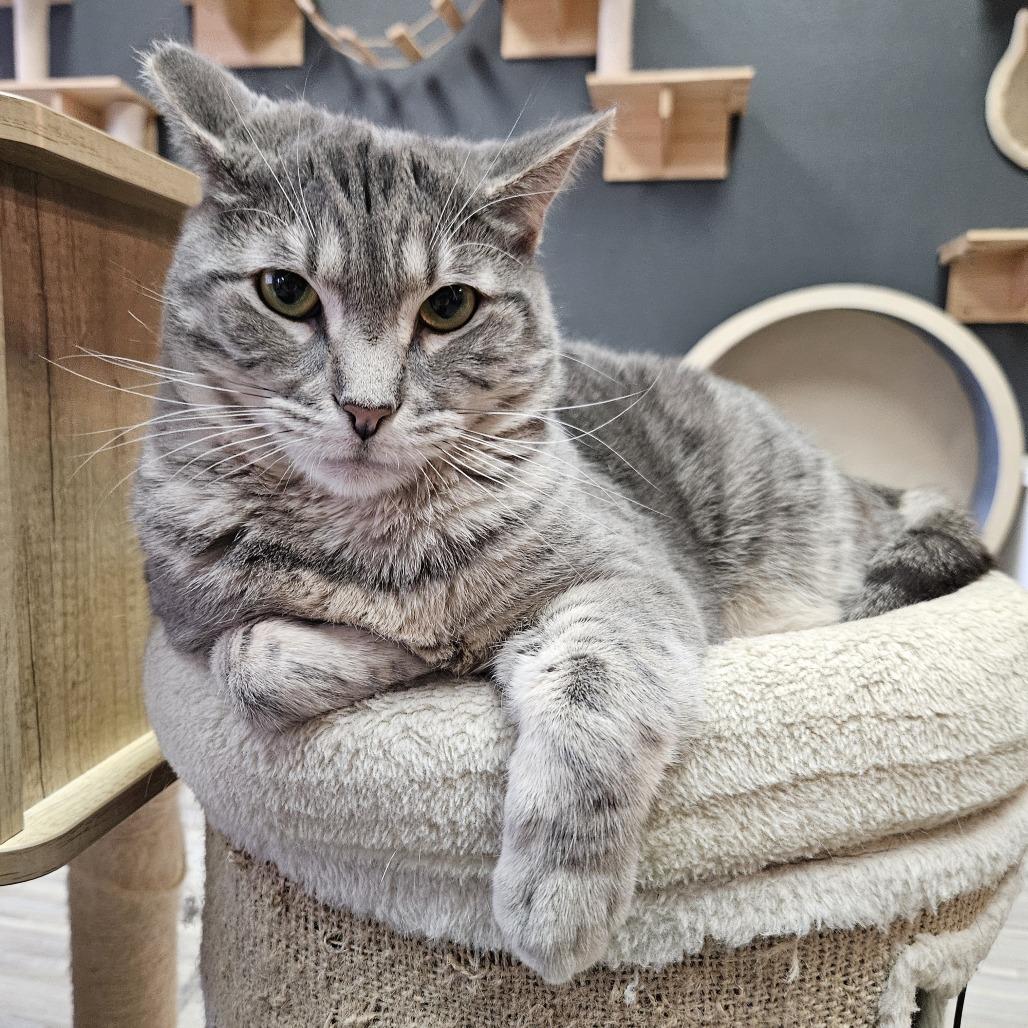 Enlarge Amelia, a Adoptable Domestic Short Hair in Las Vegas, NV image 3/6