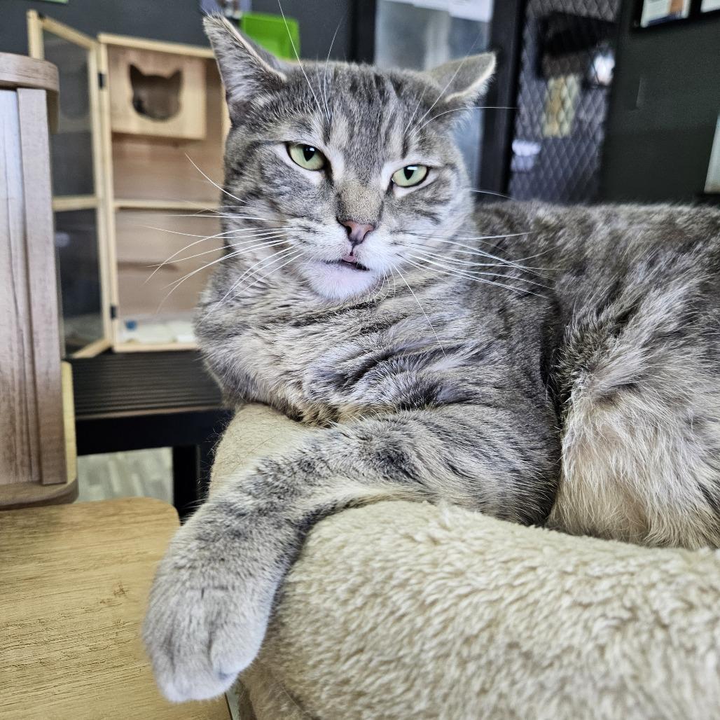 Enlarge Amelia, a Adoptable Domestic Short Hair in Las Vegas, NV image 4/6