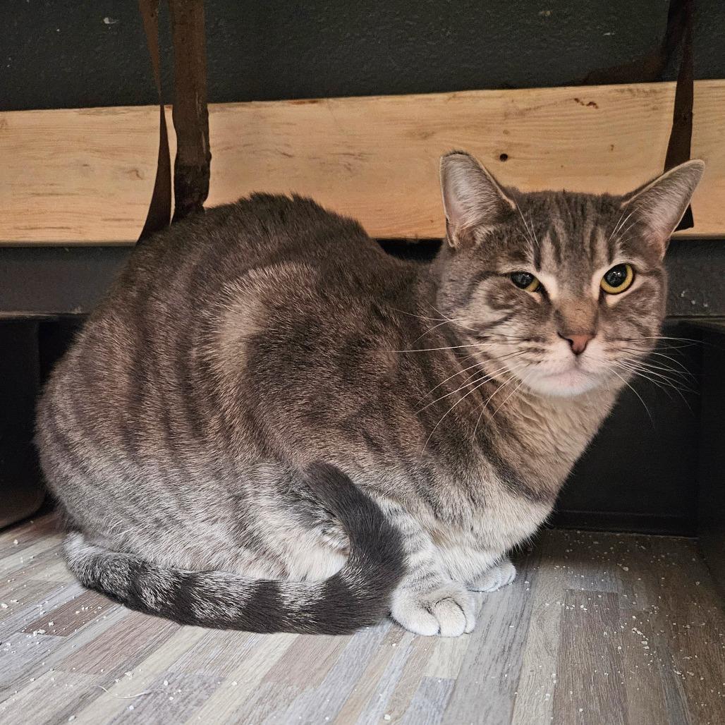 Enlarge Amelia, a Adoptable Domestic Short Hair in Las Vegas, NV image 5/6