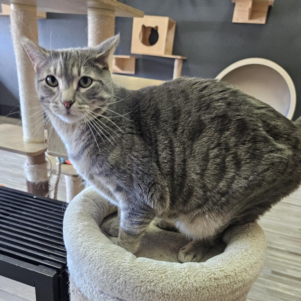 Enlarge Amelia, a Adoptable Domestic Short Hair in Las Vegas, NV image 6/6