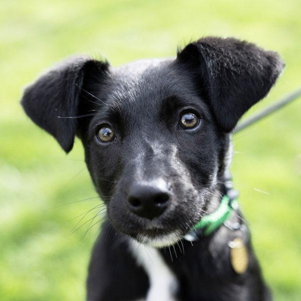 Oreo, Adoptable, Puppy Female Labrador Retriever & Border Collie.
