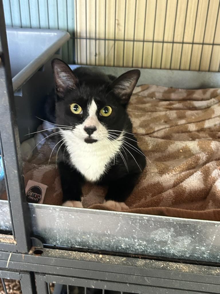 Enlarge Molly, a Adoptable Domestic Medium Hair in Palo Cedro, CA image 1/1