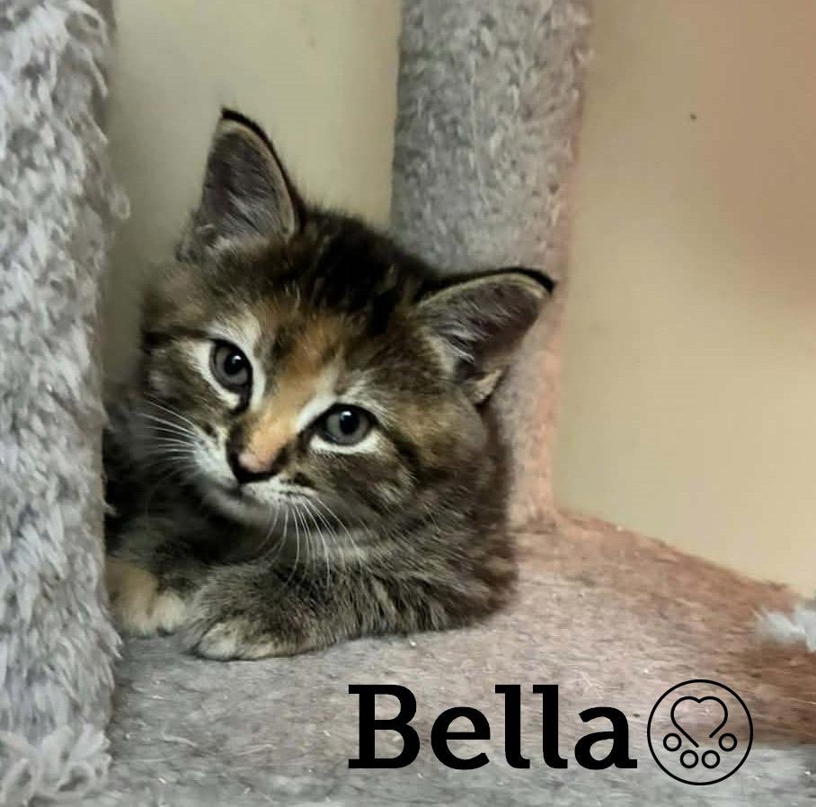 Bella, ADOPTABLE, Kitten Female Domestic Short Hair.