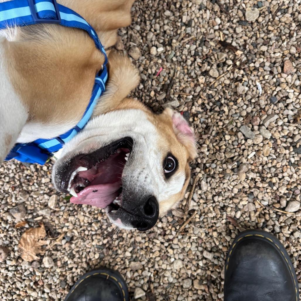 Enlarge Sanders, a Adoptable mixed breed in Madison, WI image 1/5