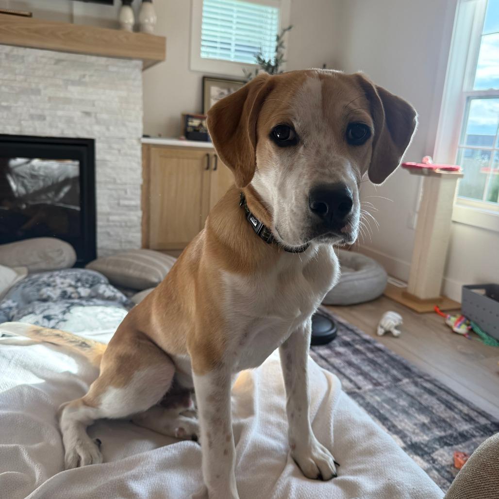Enlarge Sanders, a Adoptable mixed breed in Madison, WI image 2/5
