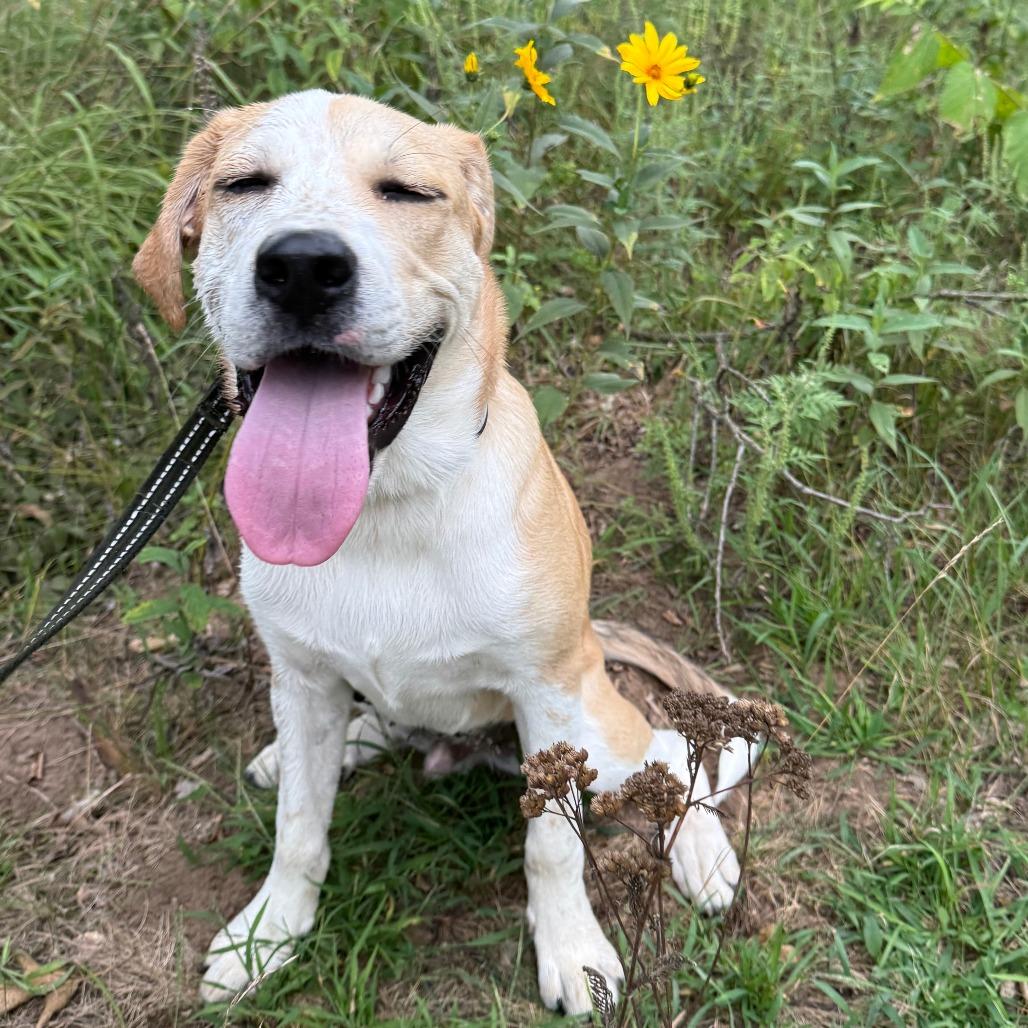 Enlarge Sanders, a Adoptable mixed breed in Madison, WI image 3/5