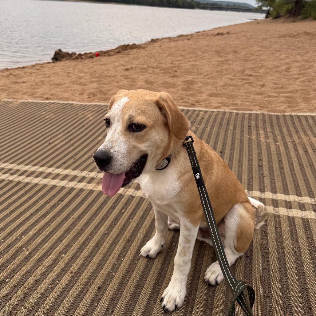 Enlarge Sanders, a Adoptable mixed breed in Madison, WI image 4/5