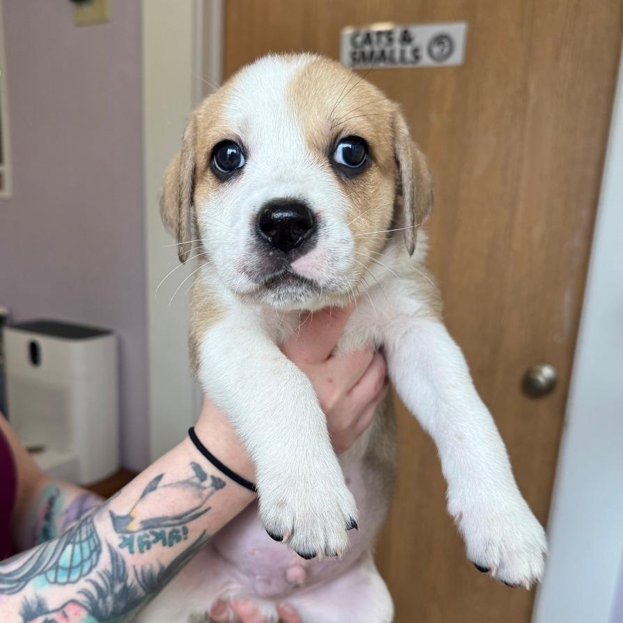 Enlarge Sanders, a Adoptable mixed breed in Madison, WI image 5/5