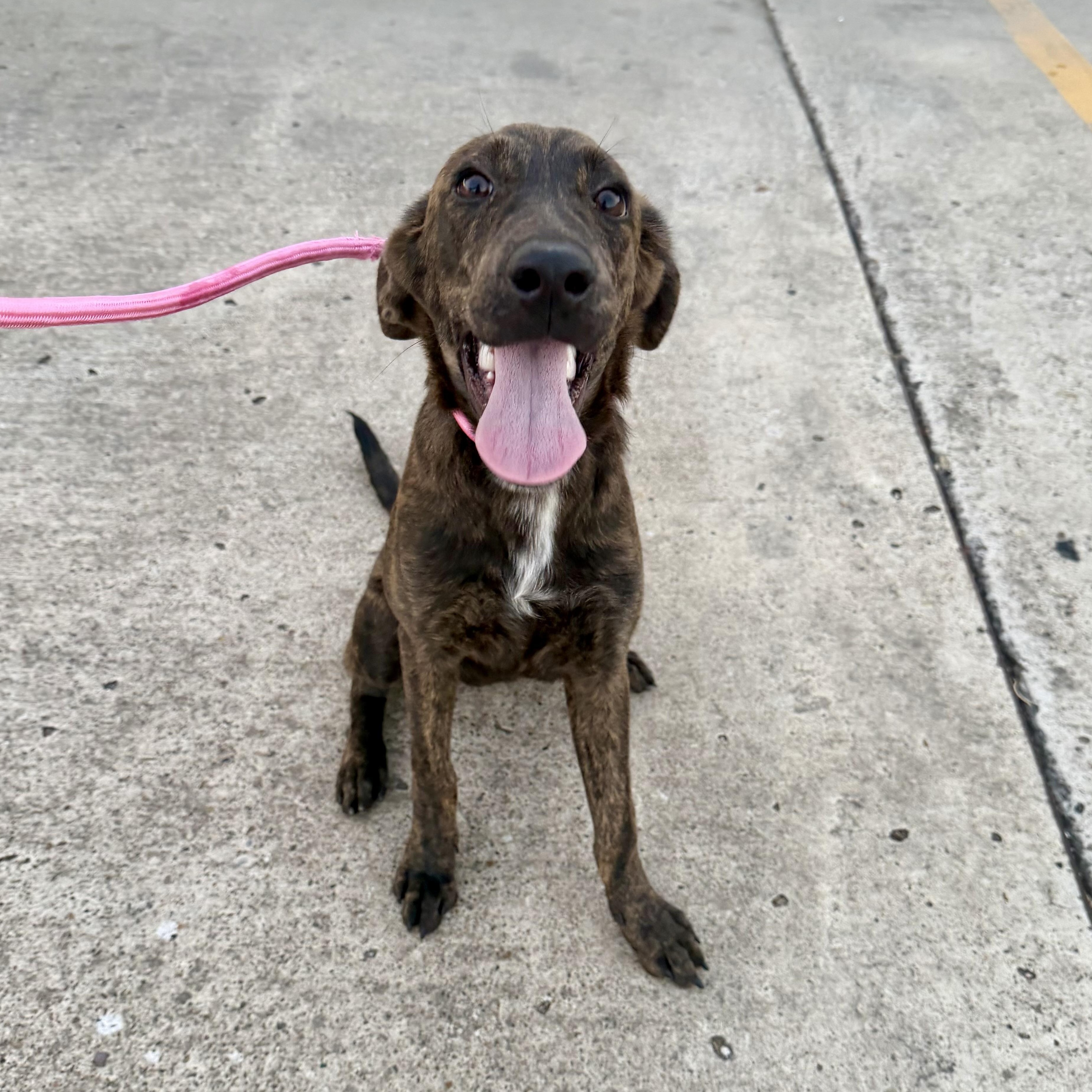 Enlarge Andi, a Adoptable mixed breed in Tacoma, WA image 2/5
