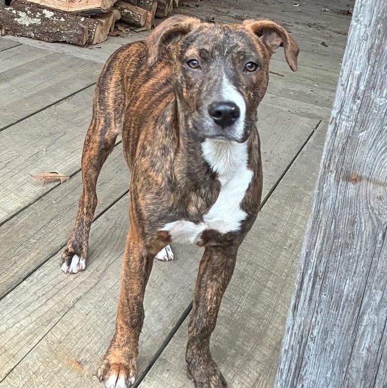 Buddy, ADOPTABLE, Young Male Mixed Breed.