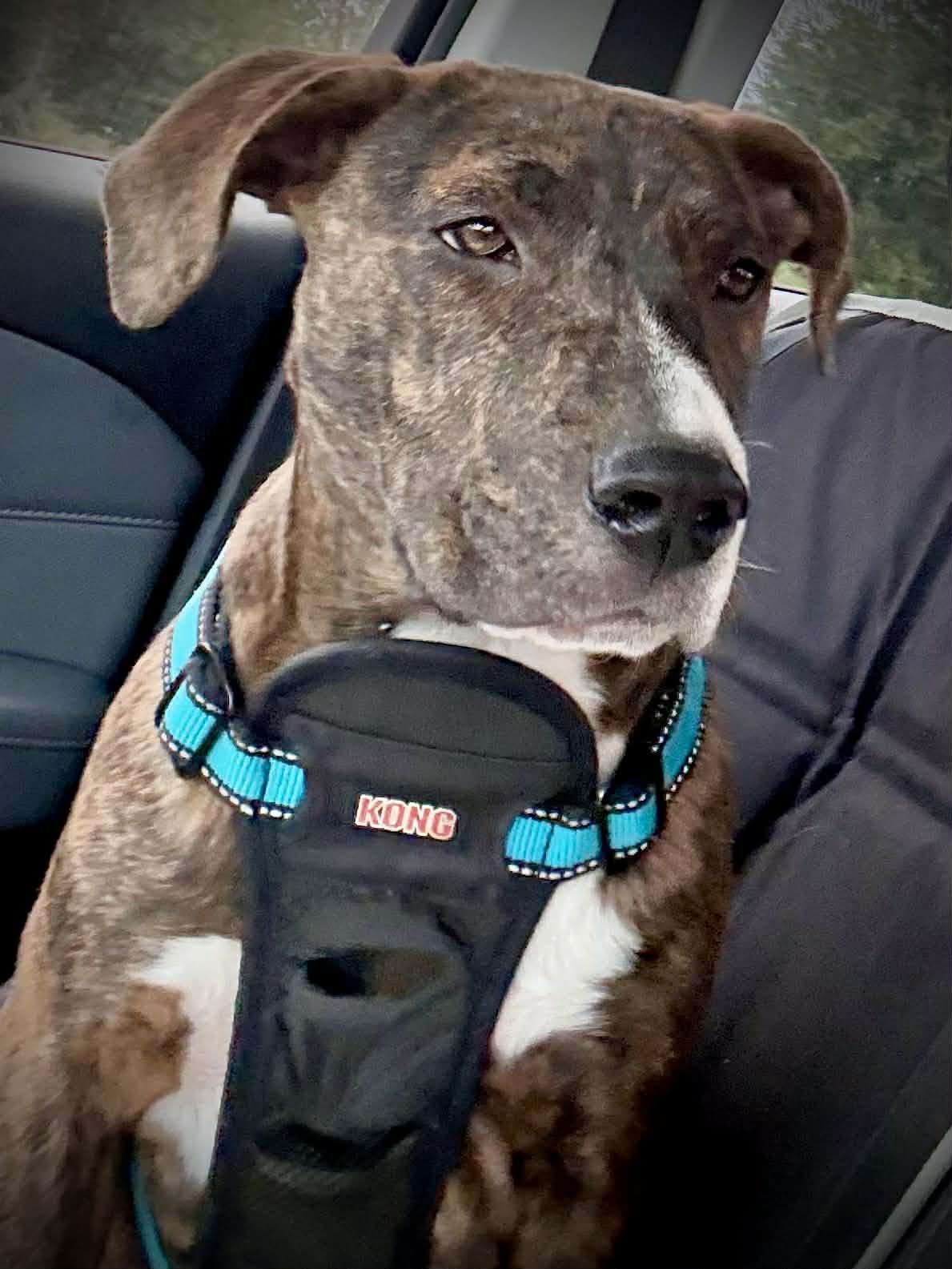 Enlarge Buddy, a ADOPTABLE Mixed Breed in Northwood, NH image 2/2