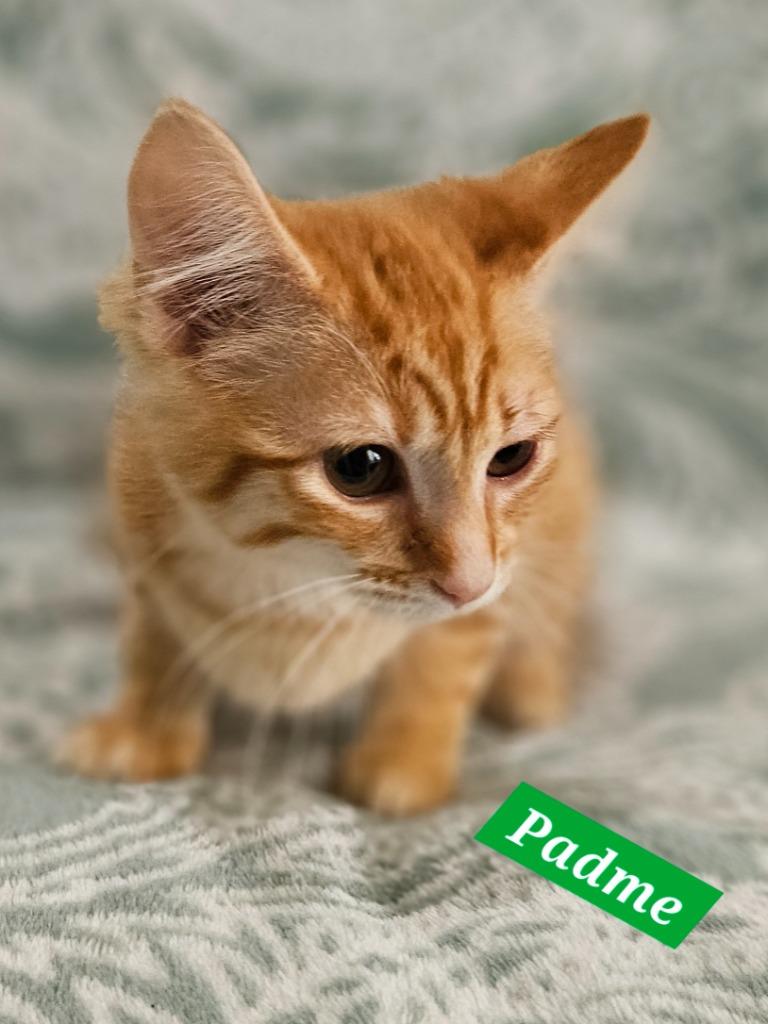 Enlarge Padme, a Adoptable mixed breed in Manchester, TN image 1/1