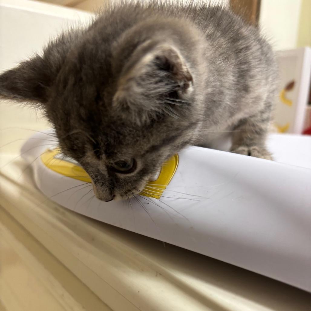Wesson, Adoptable, Kitten Male Domestic Medium Hair.