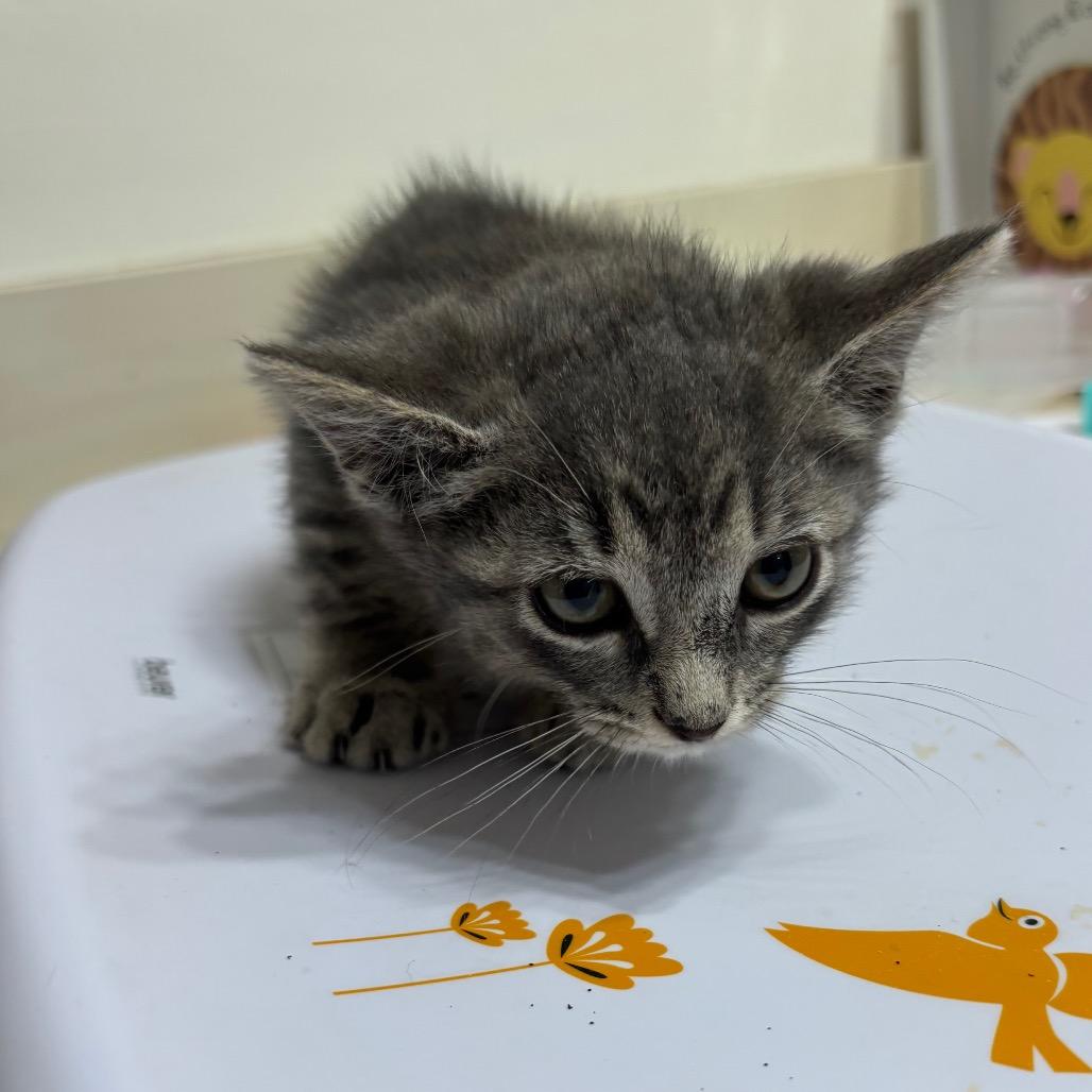 Enlarge Wesson, a Adoptable Domestic Medium Hair in Katy, TX image 2/3